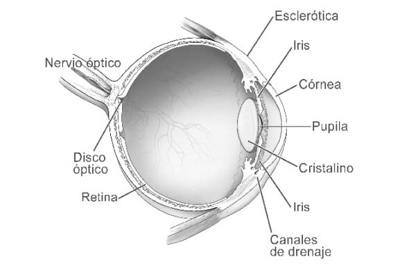 anatomía del ojo